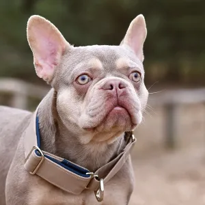 New Shade Isabella orange Tan colored French Bulldog with wide dog pull stop collar