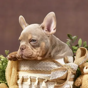 New Shade Isabella Tan French Bulldog dog puppy in box with boho style decoration in front of brown background New Shade Isabella Tan French Bulldog dog puppy in box with boho style decoration in front of brown background