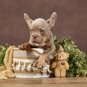 New Shade Isabella Tan French Bulldog dog puppy sitting in box with natural boho style decoration in front of brown