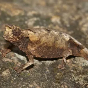 New species of leaf chameleon (Brookesia brunoi) Andringitra National Park