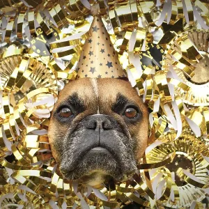 New Year's Eve Silvester party dog New Year's Eve Silvester party dog