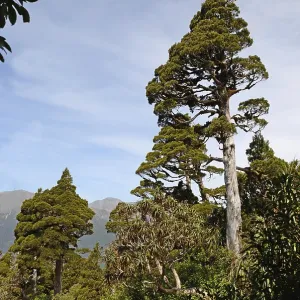 A New Zealand Cedar dominates a patch of alpine native forest in Westland