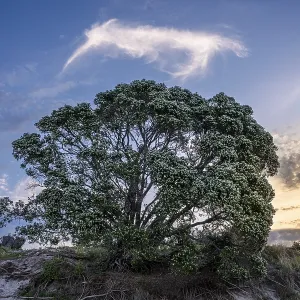 New Zealand Christmas tree (Metrosideros) in the evening