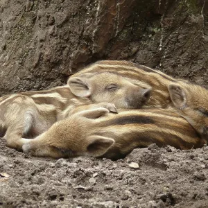 Three newbies sleep cuddled up together on forest floor under a tree Three newbies sleep cuddled up together on forest floor under a tree