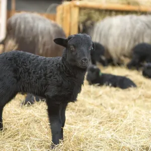 Newborn black lamb standing on straw Newborn black lamb standing on straw