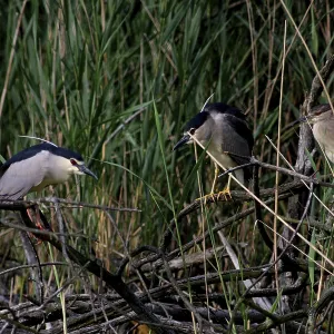 Night heron, Nycticorax nycticorax