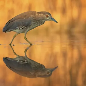 Night heron (Nycticorax nycticorax) young bird hunting in reeds