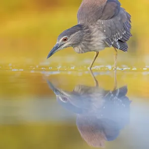 Night heron (Nycticorax nycticorax) young bird hunting in reeds