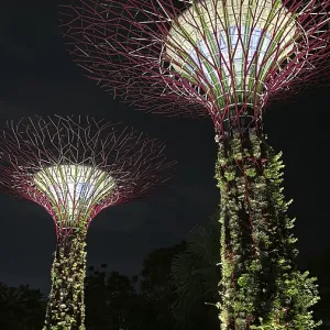 Night view of two glowing supertrees with lush vegetation