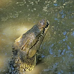 Nile crocodile (Crocodylus niloticus)