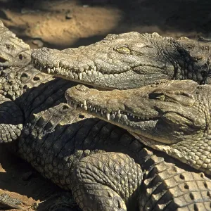 Nile crocodiles (Crocodylus niloticus)