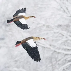 Two Nile Geese (Alopochen aegyptiacus) in flight over a snow-covered landscape during snowfall Two Nile Geese (Alopochen aegyptiacus) in flight over a snow-covered landscape during snowfall