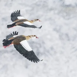Two Nile Geese (Alopochen aegyptiacus) flying synchronised in front of a snow-covered landscape during snowfall Two Nile Geese (Alopochen aegyptiacus) flying synchronised in front of a snow-covered landscape during snowfall