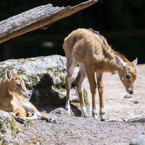 Nilgai (Boselaphus tragocamelus) antelope youngsters on the ground