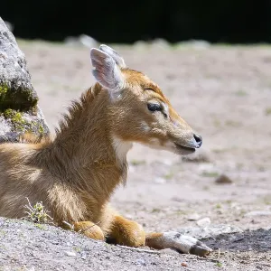 Nilgai (Boselaphus tragocamelus) antelope youngsters lying on the ground