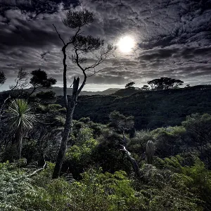 Nocturnal Wharariki Beach Print, New Zealand