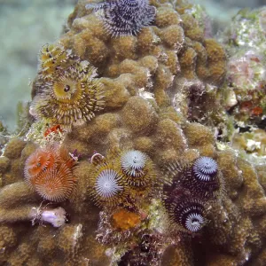 Nodular star coral (Solenastrea hyades)
