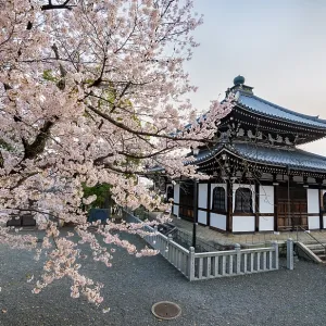 Nokotsudo in evening light with blooming cherry trees Nokotsudo in evening light with blooming cherry trees