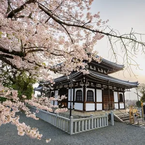 Nokotsudo in evening light with blooming cherry trees Nokotsudo in evening light with blooming cherry trees