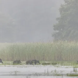 A non-leading wild boar (Sus scrofa) runs ahead
