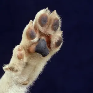 NORGEVIAN LUNDEHUND POINTED, CLOSE-UP OF A PAW NORGEVIAN LUNDEHUND POINTED, CLOSE-UP OF A PAW