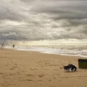 North Sea, a dog is lying on the beach next to his master's fishing suitcase