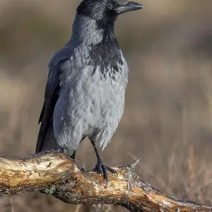 Northern European hooded crow (Corvus cornix cornix) Northern European hooded crow (Corvus cornix cornix)