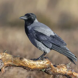 Northern European hooded crow (Corvus cornix cornix) Northern European hooded crow (Corvus cornix cornix)