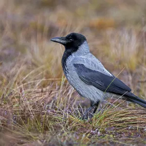 Northern European hooded crow (Corvus cornix cornix) Northern European hooded crow (Corvus cornix cornix)