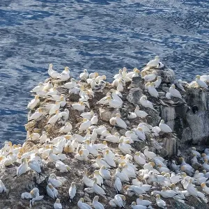 Northern gannet (Morus bassanus) on the breeding rock Langanes Northern gannet (Morus bassanus) on the breeding rock Langanes