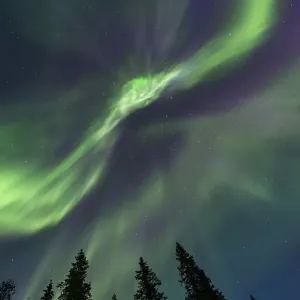 Northern Lights or Aurora Borealis above trees Northern Lights or Aurora Borealis above trees