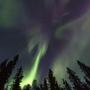 Northern Lights or Aurora Borealis above trees