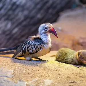 Northern red-billed hornbill (Tockus erythrorhynchus) sitting beside a Ethiopian dwarf mongoose (Helogale hirtula)