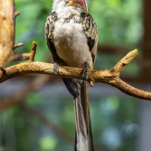 Northern red-billed hornbill (Tockus erythrorhynchus) sitting on a branch