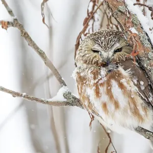 Northern saw-whet owl (Aegolius acadicus)