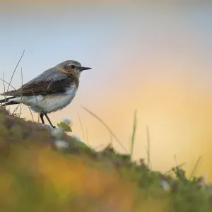 Northern wheatear (Oenanthe oenanthe)