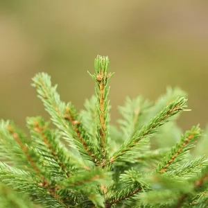 Norway spruce (Picea abies) in a forest Norway spruce (Picea abies) in a forest