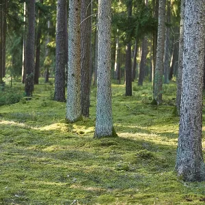 Norway spruce (Picea abies) forest