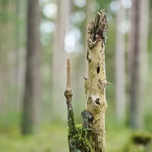 Norway spruce (Picea abies), rotten