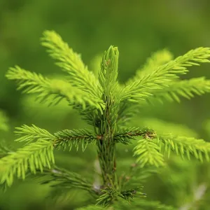 Norway spruce (Picea abies) tree growing in a forest