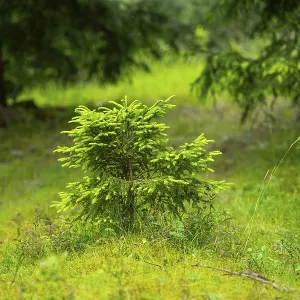 Norway spruce (Picea abies) tree growing in a forest