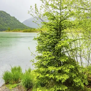 Norway spruce (Picea abies) tree grwoing beside Lake Offensee on a rainy day in spring