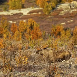 A Norwegian bull moose (Alces alces) in the light of the morning sun A Norwegian bull moose (Alces alces) in the light of the morning sun