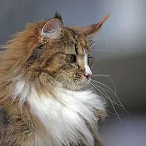 Norwegian Forest Cat
