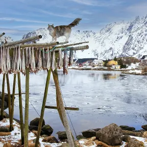 Norwegian Forest Cat on cod drying rack Lofoten Norway