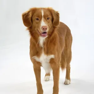 Nova Scotia Duck Tolling Retriever Nova Scotia Duck Tolling Retriever