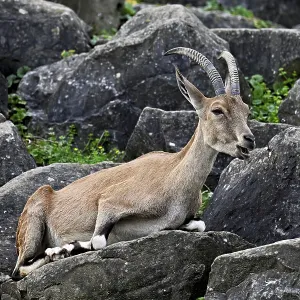 Nubian ibex (Capra nubiana), sitting on rock Nubian ibex (Capra nubiana), sitting on rock