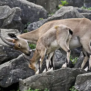 Nubian ibex (Capra nubiana), with young Nubian ibex (Capra nubiana), with young
