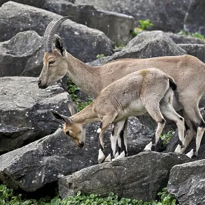 Nubian ibex (Capra nubiana), with young Nubian ibex (Capra nubiana), with young