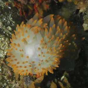 Nudibranch with white and orange dots Nudibranch with white and orange dots